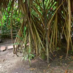 Indian River - Calibishie