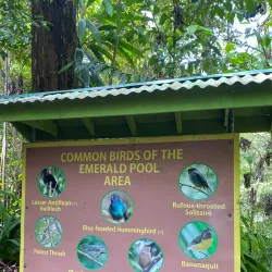 Emerald Pool - Fond St. Jean