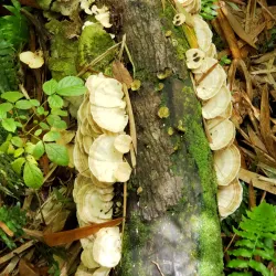 Waitukubuli National Trail - Fond St. Jean