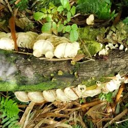 Waitukubuli National Trail - Fond St. Jean