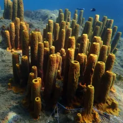 Champagne Reef - Pointe Michel