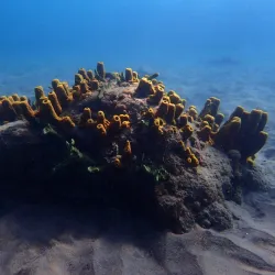 Champagne Reef - Pointe Michel