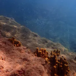 Champagne Reef - Pointe Michel