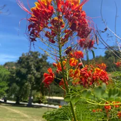 Dominica Botanic Gardens - Pointe Michel