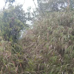 Morne Anglais Trail - Pointe Michel