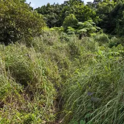 Morne Anglais Trail - Pointe Michel