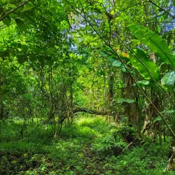 Morne Anglais Trail - Pointe Michel
