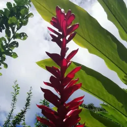 Wotten Waven Hot Springs - Pointe Michel