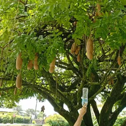 Botanical Gardens - Portsmouth