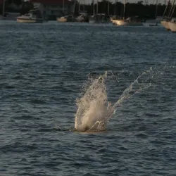 Prince Rupert Bay - Portsmouth