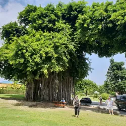 Dominica Botanic Gardens - Roseau
