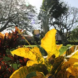 Morne Bruce - Roseau