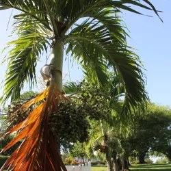 Morne Bruce - Roseau