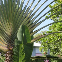 Morne Bruce - Roseau