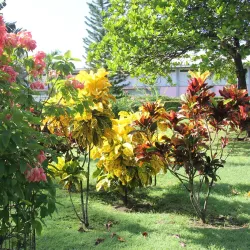 Morne Bruce - Roseau