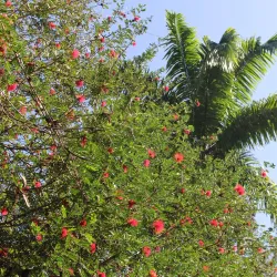 Morne Bruce - Roseau