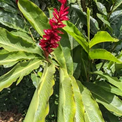 Trafalgar Falls - Roseau