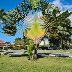Dominica Botanic Gardens - Salisbury
