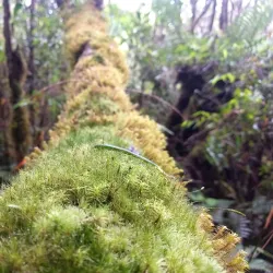 Reserva Científica Ebano Verde - Azua