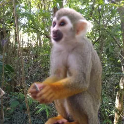 Monkey Jungle Cabarete - Cabarete
