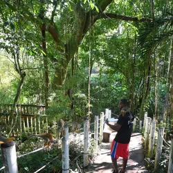 Monkey Jungle Cabarete - Cabarete