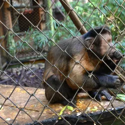 Monkey Jungle Cabarete - Cabarete