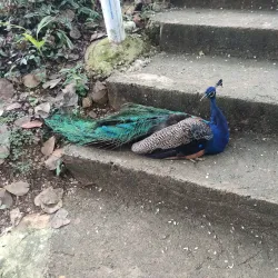 Monkey Jungle Cabarete - Cabarete