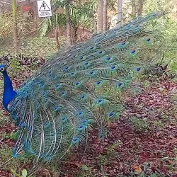 Monkey Jungle Cabarete - Cabarete