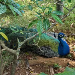 Monkey Jungle Cabarete - Cabarete