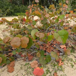 Playa Esmeralda - Hato Mayor del Rey