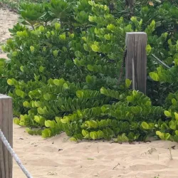 Playa Esmeralda - Hato Mayor del Rey