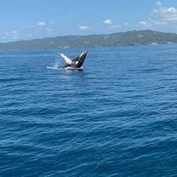 Samaná Bay Whale Watching - Las Terrenas
