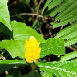 Mount Isabel de Torres Cable Car - Puerto Plata