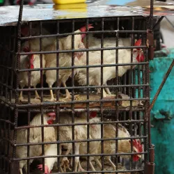 Mercado Municipal de San Francisco de Macorís - San Francisco de Macoris