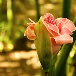 Hato Mayor Natural Reserve - Santa Cruz del Seibo