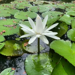 Jardín Botánico Nacional - Santo Domingo