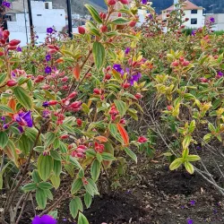 Festival de la Fruta y de las Flores - Ambato