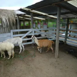 Parque de la Familia - Ambato