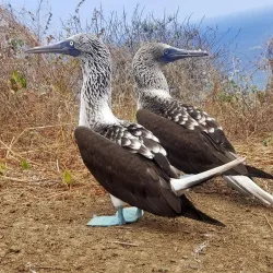 Isla de la Plata - Bahia de Caraquez