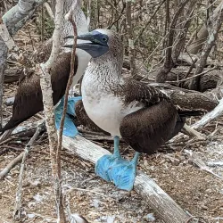 Isla de la Plata - Bahia de Caraquez
