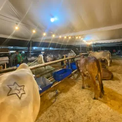 Feria Artesanal de Chone - Chone