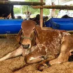 Feria Artesanal de Chone - Chone
