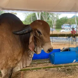 Feria Artesanal de Chone - Chone