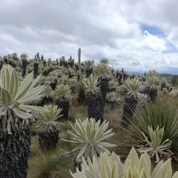 El Angel Ecological Reserve - Cotacachi