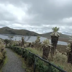 El Angel Ecological Reserve - Cotacachi