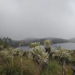 El Angel Ecological Reserve - Cotacachi