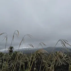 El Angel Ecological Reserve - Cotacachi