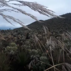 El Angel Ecological Reserve - Cotacachi