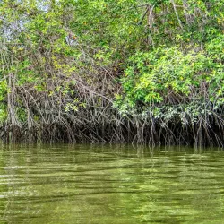 Reserva Natural Manglares Churute - Daule