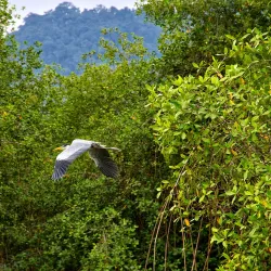 Reserva Natural Manglares Churute - Daule